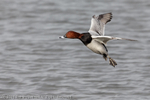Pochard (Aythya ferina) portfolio