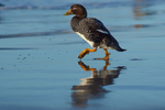 Falkland Steamer Duck