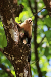 White-throated Capuchin looks out from tree, Costa Rica