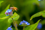 honey bee Apis mellifera-4958
