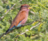 Broad Billed Roller