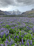 Svínafellsjökull Glacier and Lupins, Iceland