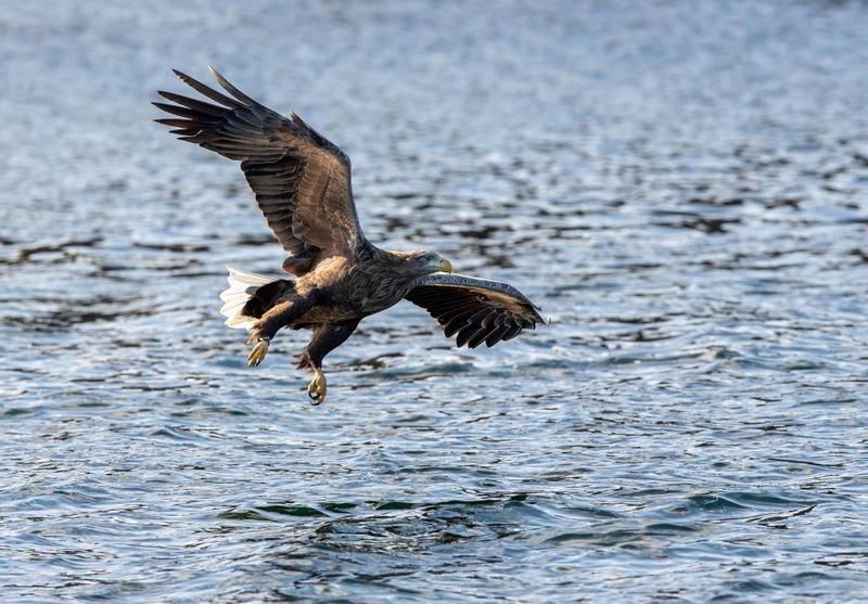 White Tailed Eagle - Isle of Mull - Scotland