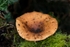 Tawny Funnel Cap