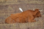 Cattle Egret