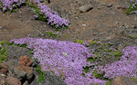 Thym on the pico mountain