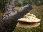 Bracket Fungus