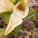 Scarce Serapias (Serapias neglecta)