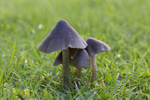 Fungi, Tatton Park, Cheshire