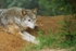 Grey Wolf - Missoula resting (Colchester Zoo)