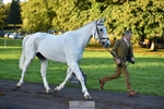 608-SIR.HAROLD-William.Cursham-TrotUp+SJ portfolio