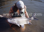 Silver Mahseer - India.
