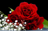 Flower - 6709