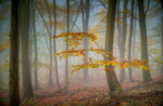 z3706 Last Taste of Autumn, Brighstone Forest