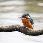 British Birds (square format) portfolio