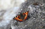 Small Tortoiseshell  _ UR001