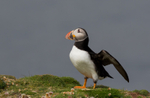 Puffen Flying 15