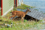 Black-tailed Deer, Hyde Creek, Vancouver Island, Canada