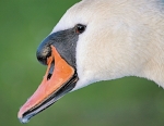 J CloseUp