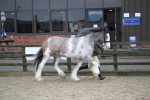 SBM_008036