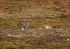 Arctic foxes 3822