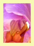 003  Bearded Iris