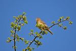 Tree Pipit