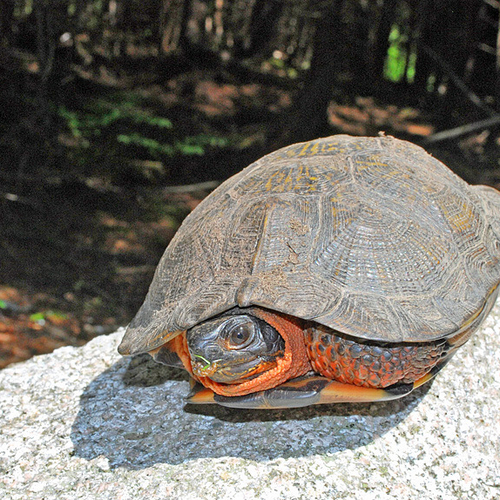 Wood Turtle