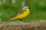 Yellow Wagtail portfolio