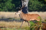 Red Deer