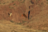 Two Red-tailed Hawks in flight, Bosque del Apache, New Mexico
