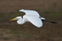 Great White Egret