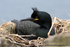 SBC014: Nesting shag