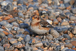 Snow Bunting