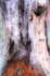 4th January Dragon Tree