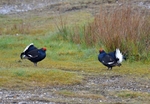 Black Grouse