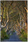 Entwined, The Dark Hedges (IMG0628)