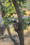 Brown Fish-Owl, early morning, Bandhavgarh, Madhya Pradesh, India