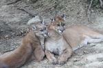 Panthers Watching