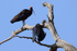 Red-naped Ibis perched, Bandhavgarh National Park, India