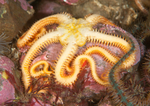 Ophiopholis aculeata