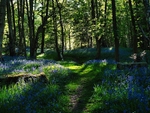 Washburn Woods