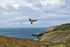 Puffin in flight