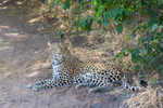 Leopard Youngster 1