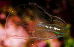 Bolinopsis infundibulum