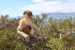 Barbary Macaques on the Rock of Gibraltar