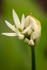 Wild Garlic
