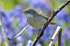 Whitethroat