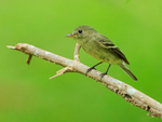 Least Flycatcher portfolio