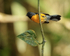 Slate-throated Redstart, Costa Rica